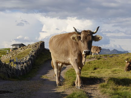 Original Braunvieh[4]